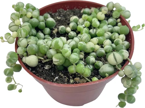 Suculenta Viva Cadena de perlas abigarradas de 4 pulgadas, plantas suculentas vivas, plantas suculentas totalmente enraizadas, planta colgante para