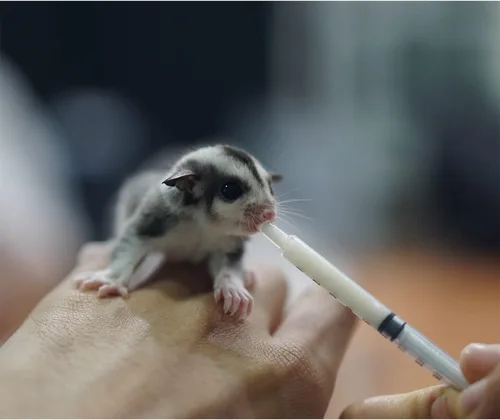 Miniatura 4 de Sustituto de leche – Fórmula saludable en polvo ideal para ardillas bebés, conejos, zarigüeyas, mapaches 100% instantánea para mezclar proteínas