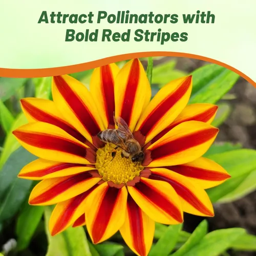 Miniatura 6 de Outsidepride New Day - Semillas de Gazania a rayas rojas para plantar, 25 piezas de semillas perennes, de bajo mantenimiento, tolerantes a la sequía