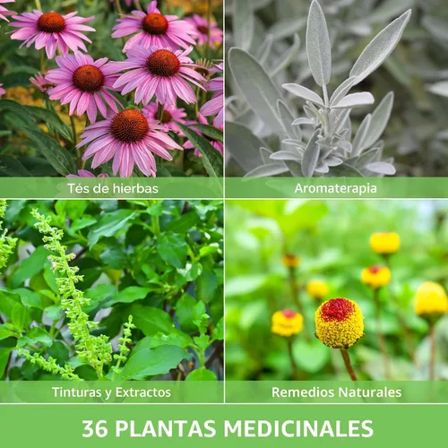 Miniatura 5 de Paquete de Variedad de Semillas de Hierbas Medicinales Ultimate – 36 Hierbas Curativas Heirloom sin OGM para Plantar Kit de Jardín de Bienestar