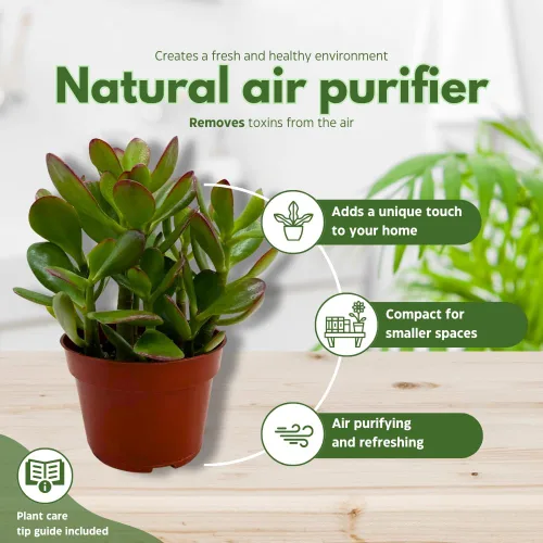 Miniatura 9 de BubbleBlooms Suculenta de jade en una maceta de 4 pulgadas Crassula ovata