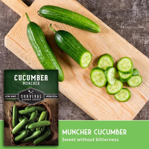 Miniatura 4 de Semillas de pepino Muncher para plantar Variedad sin eructos con piel suave para bocadillos o rebanadas – Semillas de jardín de supervivencia
