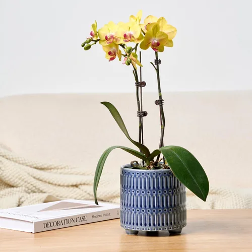 Miniatura 6 de STHIE Macetas de cerámica de 5 pulgadas para plantas de interior, macetas de serpiente de cactus azules con drenaje, maceta redonda de diseño único