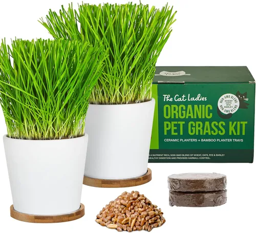 The Cat Ladies Kit de cultivo de hierba para gatos con semillas de hierba orgánica, tierra y dos macetas de cerámica con bandejas de bambú, remedio
