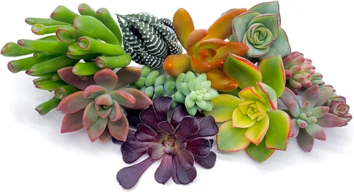 7 esquejes de suculentas vivas, sin raíces en las plantas, plantas suculentas vivas, ideal para terrarios, mini plantas iniciales de jardín por The