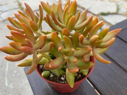 Sedum Adolphii Firestorm - Planta suculenta viva, en maceta roja de 4 pulgadas, planta decorativa de interior tolerante a la sequía con tierra,