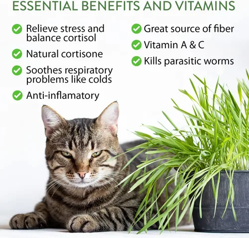Miniatura 3 de HOME GROWN Mezcla de 2,160 semillas de plantas para gatos – Hierba gatera sin OMG, citronela, regaliz, tomillo y valeriana – Kit de recambio