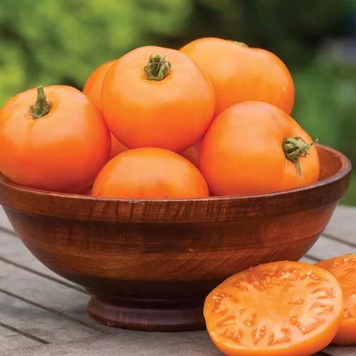 Miniatura 12 de Burpee 'Big Rainbow' Heirloom, Tomate Grande Beefsteak para Rebanar, 100 Semillas Sin OGM
