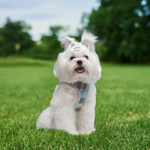 Miniatura 5 de EXPAWLORER Arnés Clásico de Plátanos para Cachorros - Juego de Arnés y Correa para Perros Pequeños - Juego de Collar y Correa para Perros con Azul