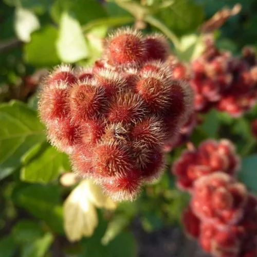Miniatura 2 de Zumaque Dulce (Rhus aromatica) - Paquete de 10 Semillas