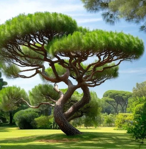 Miniatura 7 de Pinus Pinaster (Maritime Pine, Cluster Pine) Semillas de árbol, aspecto atractivo, follaje de hoja perenne, semillas de MySeeds.Co, elige