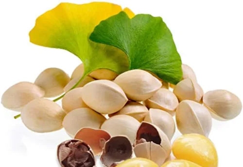 Miniatura 2 de 25 semillas de ginkgo biloba, hojas únicas de ginkgo raras, semillas de árbol de culantrillo amarillo brillante