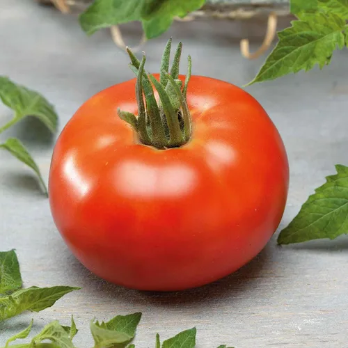 Miniatura 40 de Eden Brothers Semillas de tomate – Semillas de caqui sin OMG para plantar, paquete Semillas de vegetales de bajo mantenimiento, plantas durante
