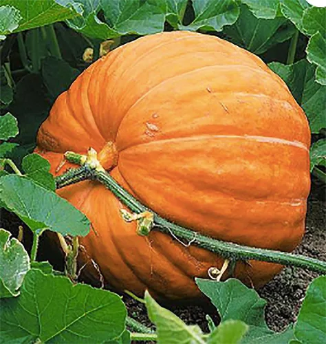 Semillas de calabaza gigantes para plantar – 10 semillas del Atlántico de eneldo para calabazas récords! – Vegetales para plantar al aire libre –