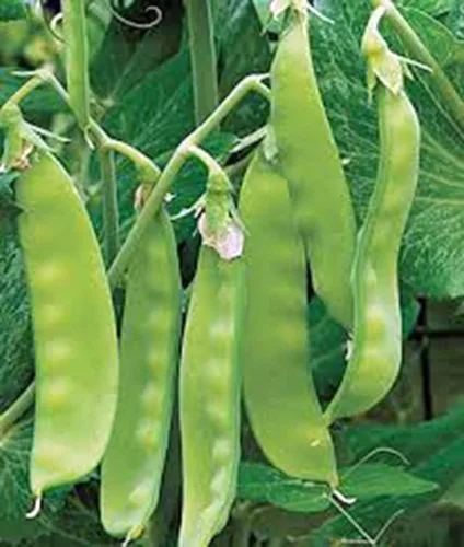 Miniatura 2 de Semilla de guisante, Sugar Daddy Snap Pea, reliquia, sin OMG, 50 semillas, guisantes perfectos, acres de Country Creek