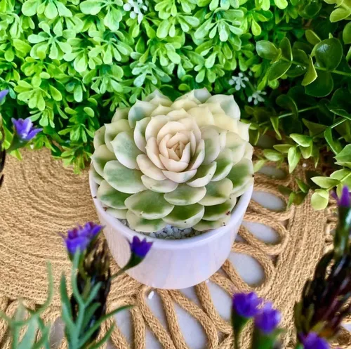 Miniatura 6 de Plantas suculentas vivas, Echeveria Onslow variegada de 3.2 pulgadas, Plantas de interior mini, Planta viva de raíz desnuda sin tierra, Plantas