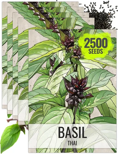 Miniatura 14 de Seed Needs Semillas de albahaca para plantar hierbas de albahaca tailandesa, sin OMG y semillas de hierbas sin tratar para cultivar un jardín