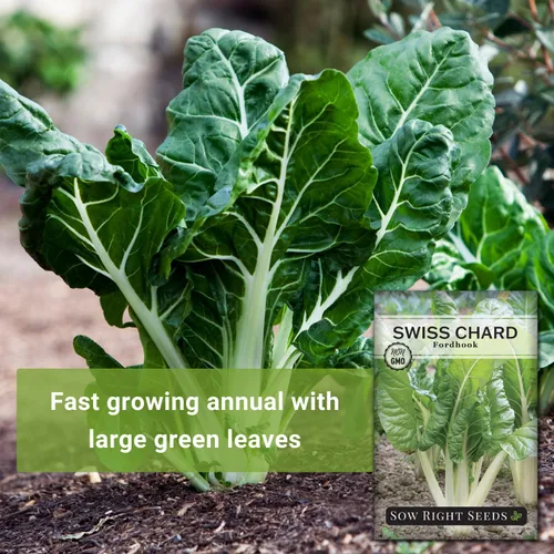 Miniatura 3 de Sow Right Seeds - Semilla de acelga Fordhook para plantar - Paquete de reliquia sin OMG con instrucciones para plantar y cultivar un huerto