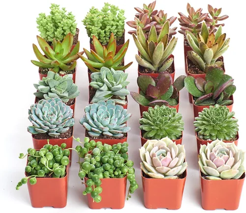 Shop Succulents Paquete de plantas suculentas surtidas, colección a granel, mini plantas suculentas vivas, bajo mantenimiento, mezcla de colores y