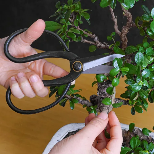 Miniatura 5 de Tijeras profesionales de mariposa bonsái - Herramientas de bonsái para podar y recortar plantas, tijeras afiladas, herramientas manuales