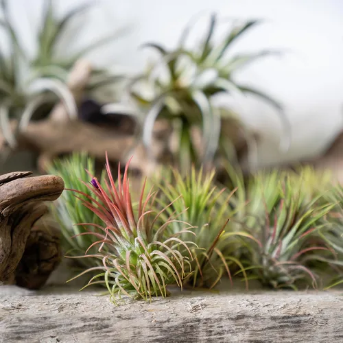 Miniatura 13 de Tillandsia Plantas de aire vivas de interior (paquete de 100), plantas de aire, recuerdos de fiesta a granel o recuerdos de boda, plantas vivas