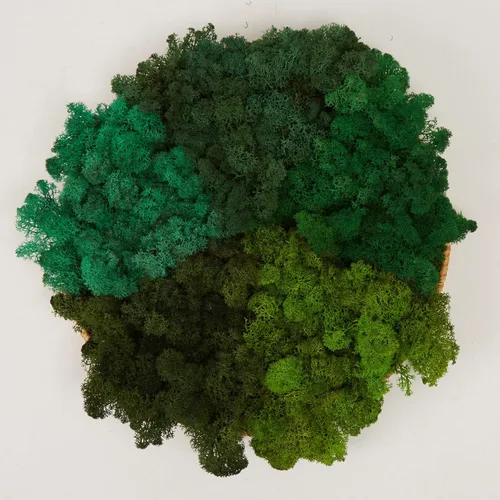 Miniatura 25 de Musgo de Reno Preservado Verde Natural Kit de Bricolaje Arte de Jardinería Decoración de Pared Decoración de Floristería Decoración de Mesa