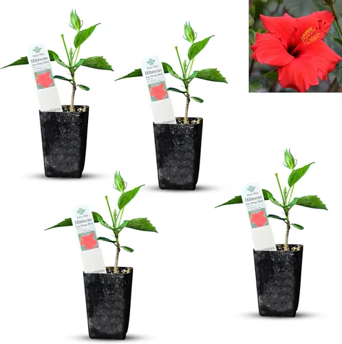 Miniatura 33 de Hibisco Rosa. rosa-sinensis. Planta Viva - Hibisco Tropical Floreciente, Flores Bonitas, Usado en Té y Jugo (2 Plantas de Hibisco Rosa)