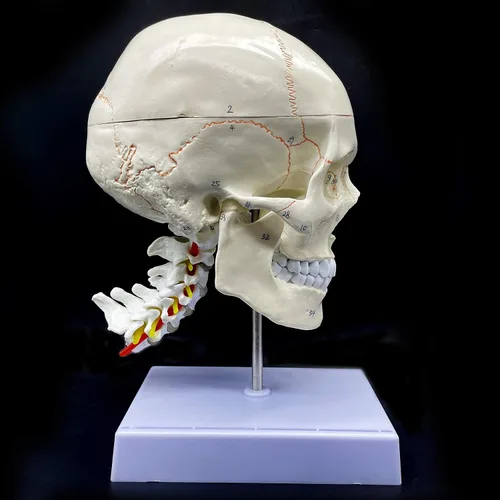 Miniatura 7 de Cráneo humano con cerebro y vértebra cervical Modelo anatómico Anatomía de tamaño real para estudio de aula de ciencias Modelo de enseñanza