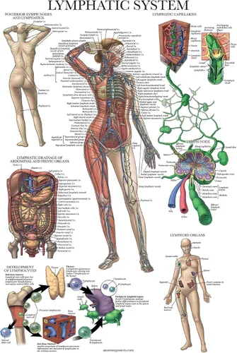 Miniatura 4 de Palace Learning Paquete de 2 pósteres anatómicos del sistema muscular + tabla de anatomía del sistema linfático