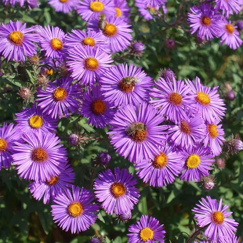 Miniatura 3 de Eden Brothers Semillas Aster de Nueva Inglater