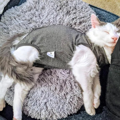 Miniatura 5 de DOTON Traje de recuperación para gatos macho y hembra, ropa suave para después de la cirugía, mono con cono blando, camisa, ropa protectora, Gris