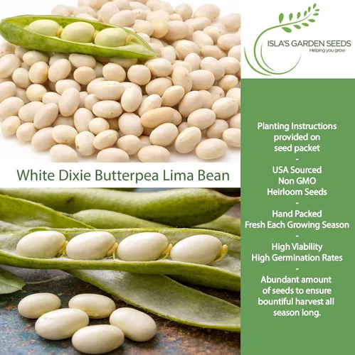 Miniatura 2 de White Dixie Butterpea Lima Bush Semillas de frijol (Phaseolus lunatus) – Más de 25 semillas tradicionales sin OMG de Isla's Garden Seeds, granos