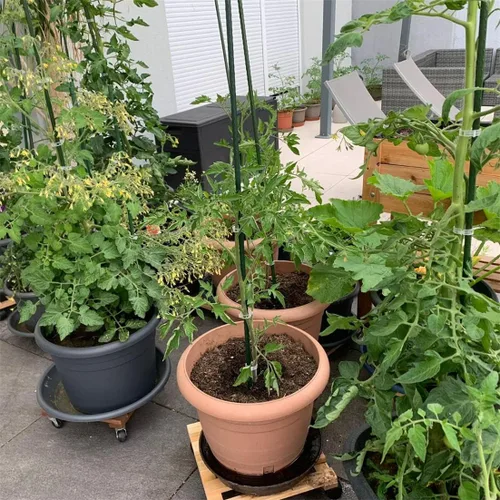 Miniatura 7 de Estacas de jardín, varillas resistentes de soporte para plantas, 20 estacas de núcleo de acero recubierto de plástico con 5 conectores para plantas