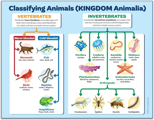 ZOCO Póster de clasificación del Reino Animal (paquete de 2) - Tabla de biología y zoología de vertebrados e invertebrados - Laminado 17 x 22 -