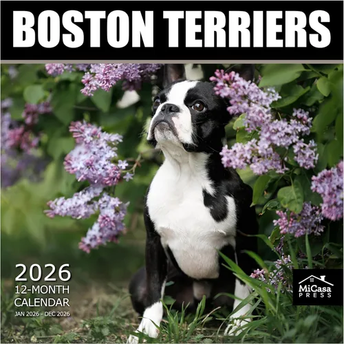 Miniatura 96 de MICASA PRESS Beagles - Calendario de pared 2026 de 12 meses 12 x 24 pulgadas abierto Papel grueso y resistente Regalo Lindo calendario
