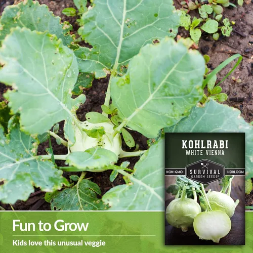 Miniatura 3 de Survival Garden Seeds - Semilla de colinabo blanco de Viena para plantar - Paquete con instrucciones para plantar y cultivar verduras crucíferas
