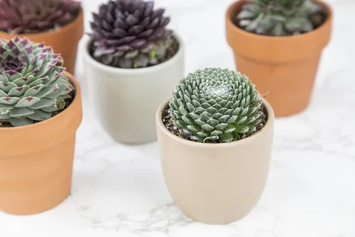Miniatura 6 de Plantas suculentas 20 suculentas Sempervivum Enraizadas en macetas con tierra Plantas de interior reales Regalos o decoración de habitación