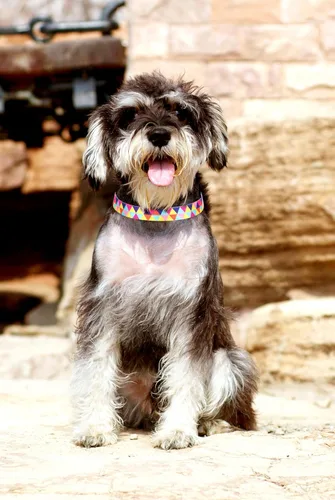 Miniatura 2 de Collares para perros pequeños, con patrón de impresión 3D, de nailon suave, ajustables, para perros pequeños, medianos, grandes, hembra, niño