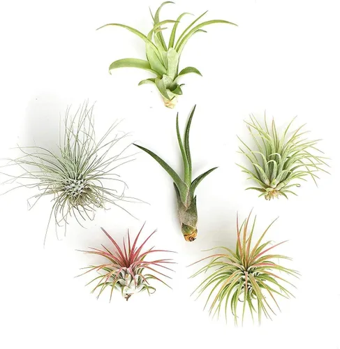 Shop Suculents - Plantas seleccionadas a mano, variedad de especies, plantas de interior tropicales para decoración del hogar y terrarios