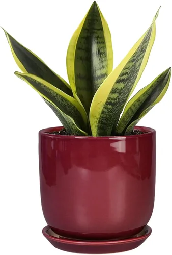 Miniatura 13 de Maceta de Cerámica para Plantas de Interior de 5 Pulgadas - Maceta Redonda para Plantas Suculentas con Agujero de Drenaje y Platillo, Decoración