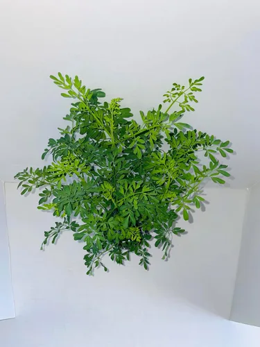 Miniatura 3 de Planta Ruda - Rue Común (Ruta graveolens) Hierba de Gracia - Barco en maceta de 3