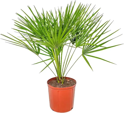 European Fan Palm - Tropical Plants of Florida - Planta de palmera viva, altura total de 30 a 36 pulgadas (solo planta)