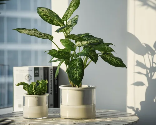 Miniatura 7 de Phoenix Vine Macetas de riego automático de 6 pulgadas y 4 pulgadas, macetas de terracota blanca de diseño para plantas, macetas de terracota Blanco