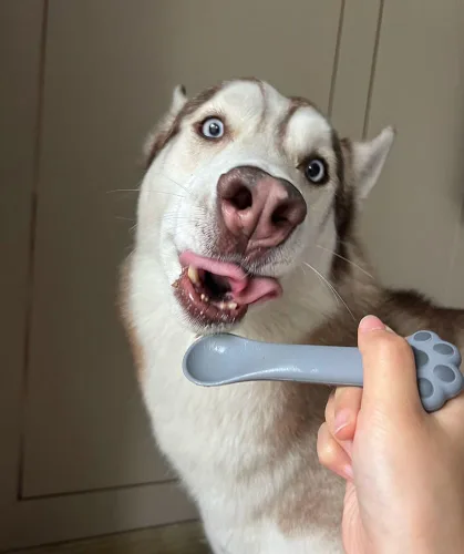 Miniatura 5 de Joyinjojo Paquete de 2 cucharas y espátulas para comida de perro y gato, lindas cucharas mezcladoras y abridores de lata para mascotas para comida