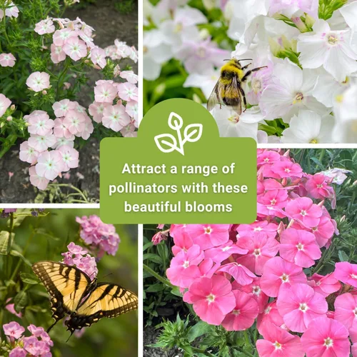 Miniatura 6 de Sow Right Seeds - Pastel Shades - Semillas de Phlox mixtas para plantar - Hermosas flores para plantar en tu jardín polinizador doméstico - Semillas
