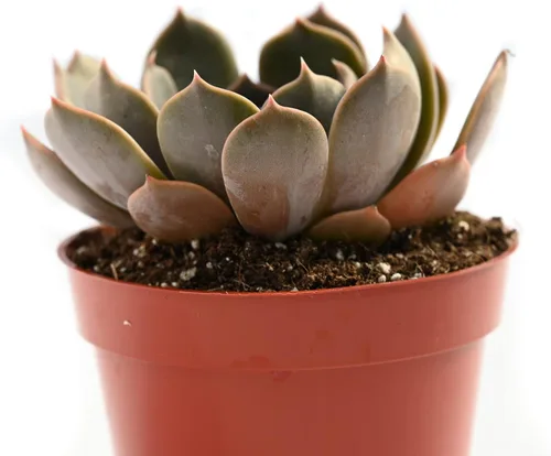Miniatura 2 de Planta suculenta Echeveria viva - Suculenta Echeveria de 4 pulgadas con raíces completas (Echeveria Marron)