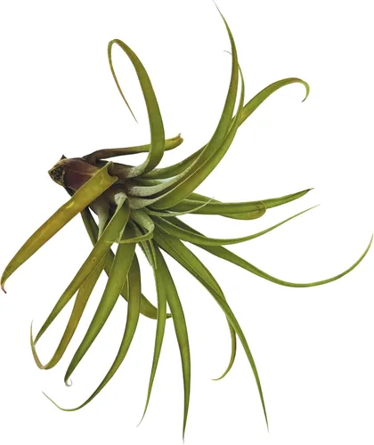 Miniatura 75 de ragnaroc Planta de Aire Viva – Tillandsia Capiput, Jumbo 6-9” - 2 unidades - Llegada Viva Garantizada - Plantas de Casa para Decoración del Hogar