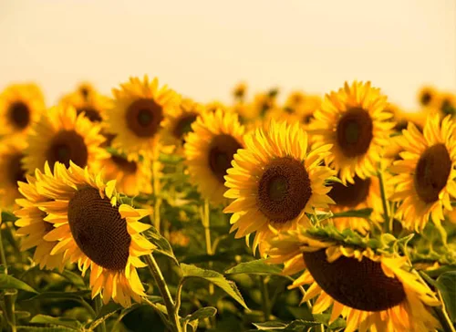 500 semillas de girasol mixtas para plantar, semillas de girasol tradicionales sin OMG de alta calidad para plantar en jardines y paisajismo, mejora