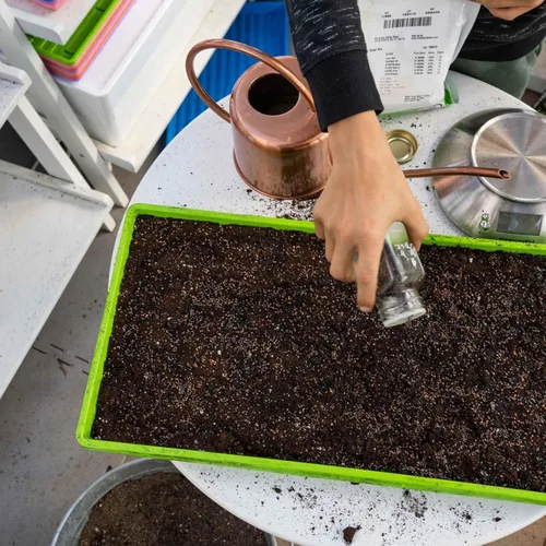 Miniatura 2 de Bootstrap Farmer Microgreen 1020 - Bandejas verdes, paquete de 30 unidades, extra fuerte con agujeros, bandeja de semillas poco profundas