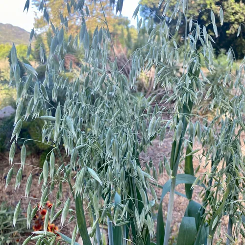 Miniatura 5 de All Good Things - Semillas de avena orgánicas comunes para plantar: cultivo de cobertura, granos integrales de cáscara, paquete de 275 semillas